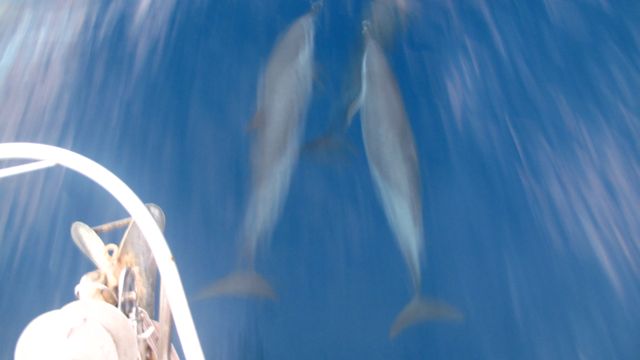 Dolphin visitors